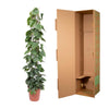 Baumfreund – Philodendron scandens am Rankgitter – Ansicht 3