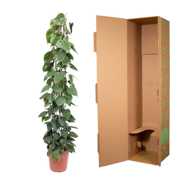 Baumfreund – Philodendron scandens am Rankgitter – Ansicht 3