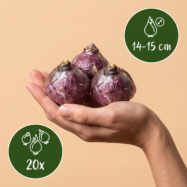 Hyazinthe Mischung – Hyacinthus orientalis – Ansicht 3