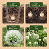 Zierlauch ‚Mount Everest' – Allium – Ansicht 4
