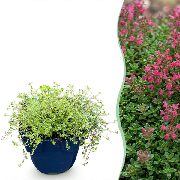 Kriech-Thymian ‚Red Carpet' – Thymus praecox – 1 Stück