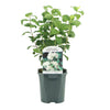 Bauernjasmin ‚Snowbelle' – Philadelphus – Ansicht 2