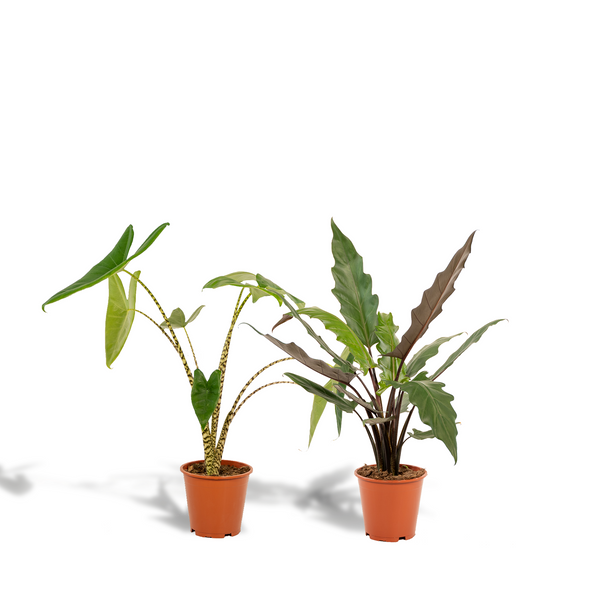 Alocasia-Set „Duo Zebrina & Lauterbachiana" – Alocasia zebrina und Alocasia lauterbachiana