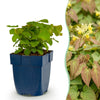 Stauden-Set „Schattengarten“ – Bergenie, Sterndolde & Elfenblume – im Set enthalten: Elfenblume ‚Frohnleiten' – Epimedium perralchicum