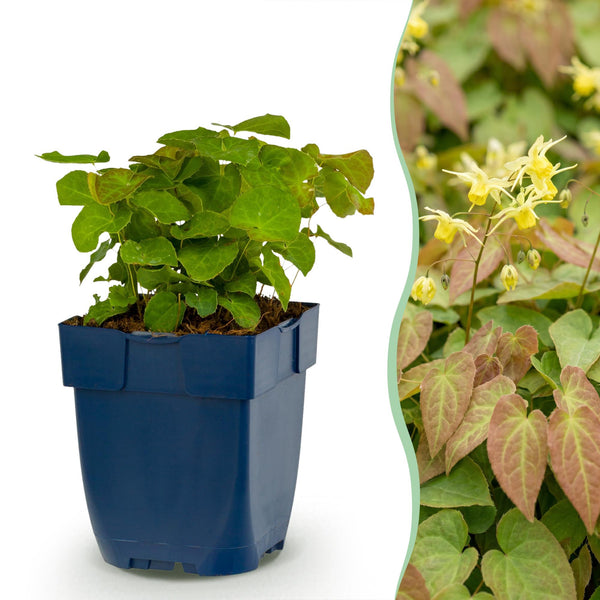 Stauden-Set „Schattengarten“ – Bergenie, Sterndolde & Elfenblume – im Set enthalten: Elfenblume ‚Frohnleiten' – Epimedium perralchicum