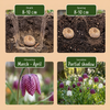 Schachbrettblume – Fritillaria meleagris – Ansicht 4