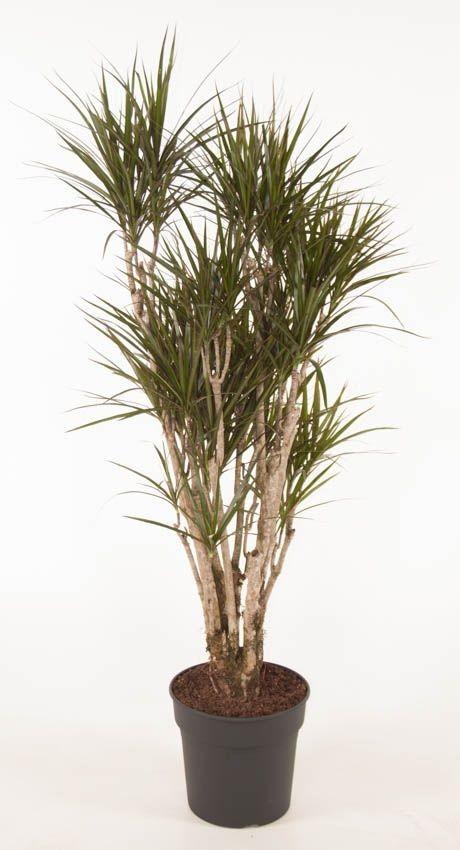 Drachenbaum – Dracaena marginata