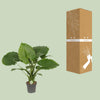 Alocasia gageana ‚California'