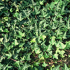 Efeu ‚Green Ripple' – Hedera helix – Ansicht 6