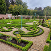 Buchsbaum ‚Babylon Beauty' – Buxus sempervirens – Ansicht 5