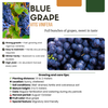 Weinrebe – Vitis vinifera – Ansicht 5