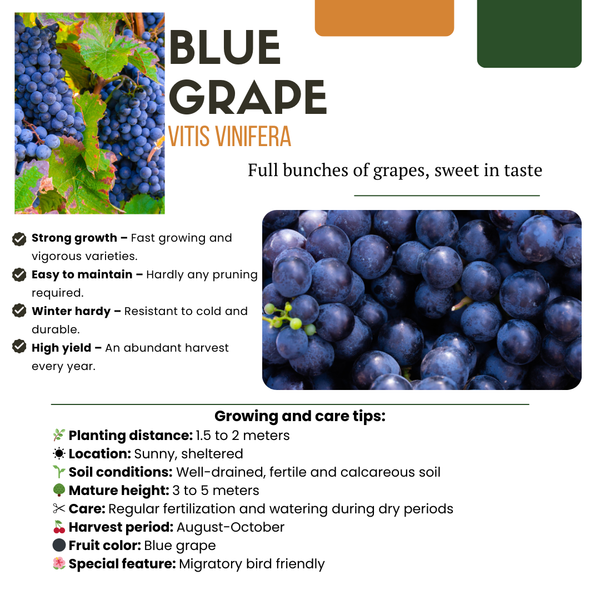 Weinrebe – Vitis vinifera – Ansicht 5