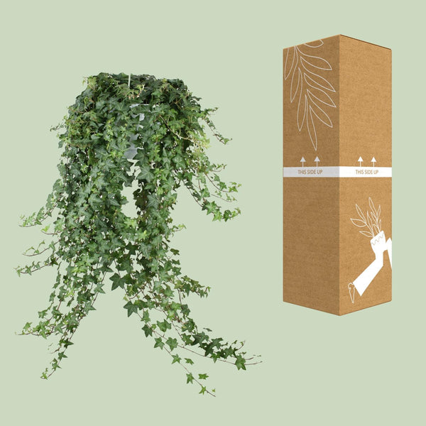 Efeu ‚Pittsburgh' – Hedera helix – Ansicht 5
