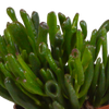 Sukkulenten-Set „Crassula-Mischung“ – 3 Crassula – Ansicht 4
