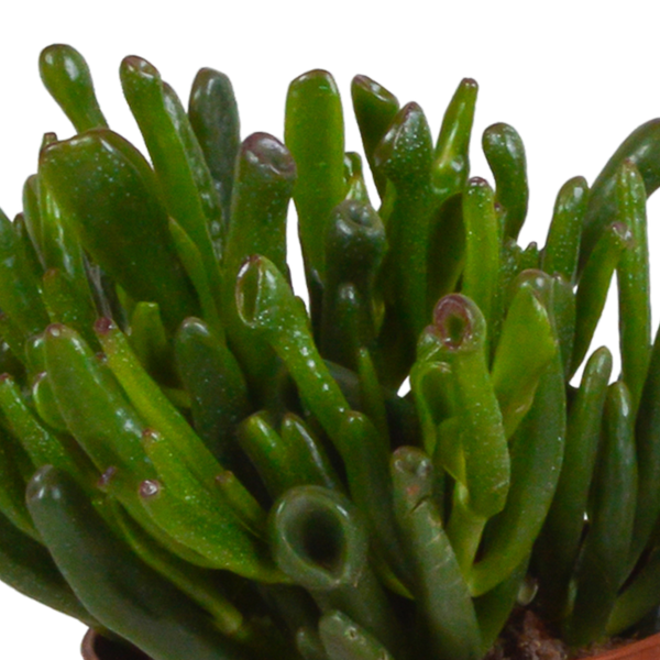Sukkulenten-Set „Crassula-Mischung“ – 3 Crassula – Ansicht 4
