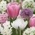 Blumenzwiebel-Set „Bulb Garden Pink" – rosa Blumenzwiebeln
