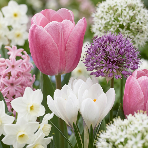 Blumenzwiebel-Set „Bulb Garden Pink" – rosa Blumenzwiebeln