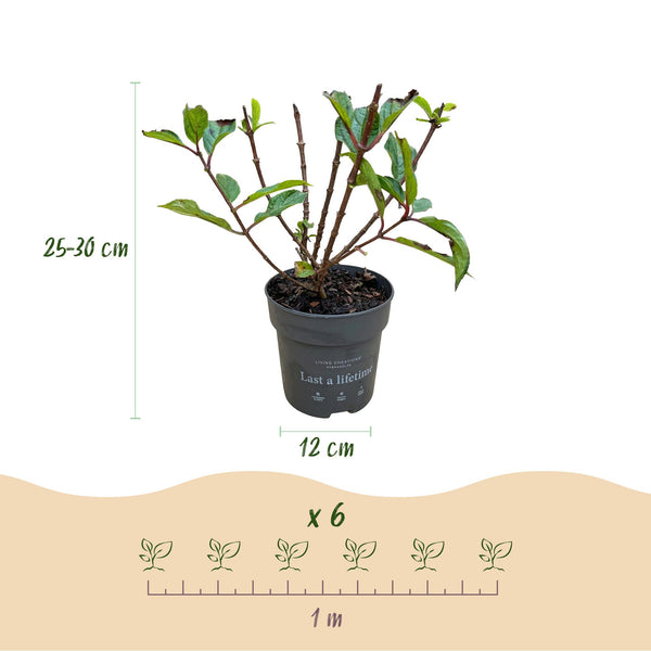 Rispenhortensie ‚Living Little Rosy' – Hydrangea paniculata – Ansicht 4