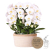 Orchideen-Set „Mono Bouquet“ – 3 weiße Phalaenopsis ‚Niagara Fall' – Baumwollkorb mit Wassertank