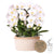 Orchideen-Set „Mono Bouquet“ – 3 weiße Phalaenopsis ‚Niagara Fall' – Baumwollkorb mit Wassertank
