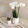 Geschenk-Set „Retro White" – Orchidee ‚Gibraltar' mit Grünpflanze – Ansicht 2