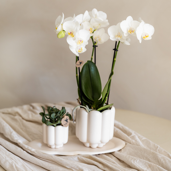 Geschenk-Set „Retro White" – Orchidee ‚Gibraltar' mit Grünpflanze – Ansicht 2