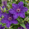 Waldrebe ‚The President' – Clematis – Ansicht 3