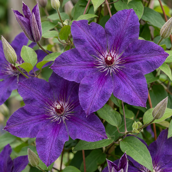 Waldrebe ‚The President' – Clematis – Ansicht 3