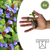 Hornnarbe – Ceratostigma