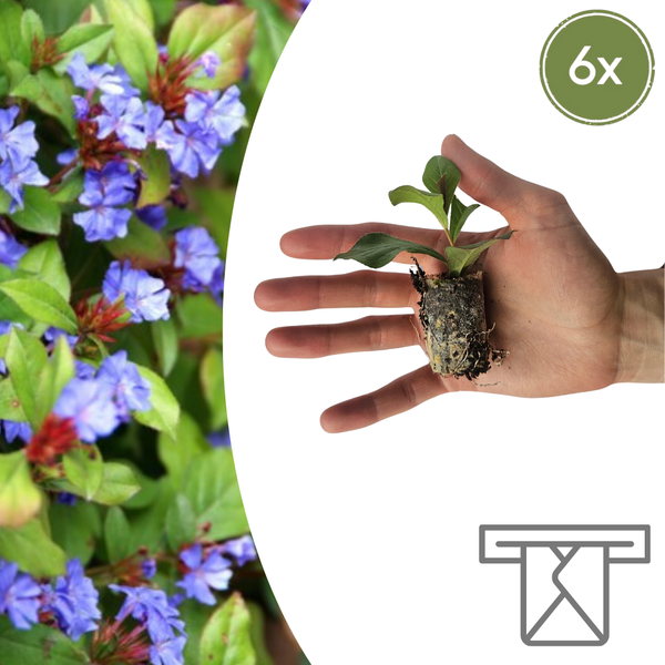 Hornnarbe – Ceratostigma