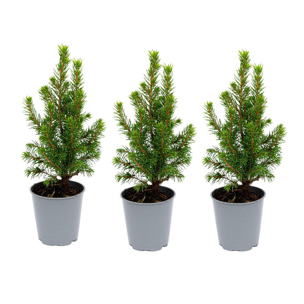 Zuckerhutfichte ‚Perfecta' – Picea glauca