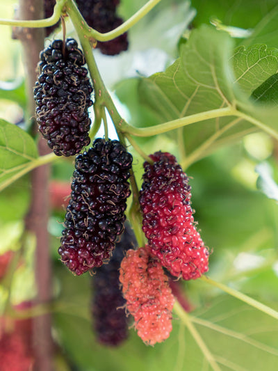 Schwarze Maulbeere ‚Mulle' – Morus nigra