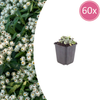 Silberimmortelle – Anaphalis triplinervis