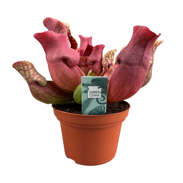 Schlauchpflanze ‚Maroon' – Sarracenia – Ansicht 5