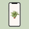 Dieffenbachie ‚Vesuvius' – Dieffenbachia – Ansicht 4