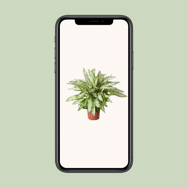 Dieffenbachie ‚Vesuvius' – Dieffenbachia – Ansicht 4