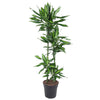 Drachenbaum ‚Cintho' – Dracaena – Ø 27 cm · 150 cm