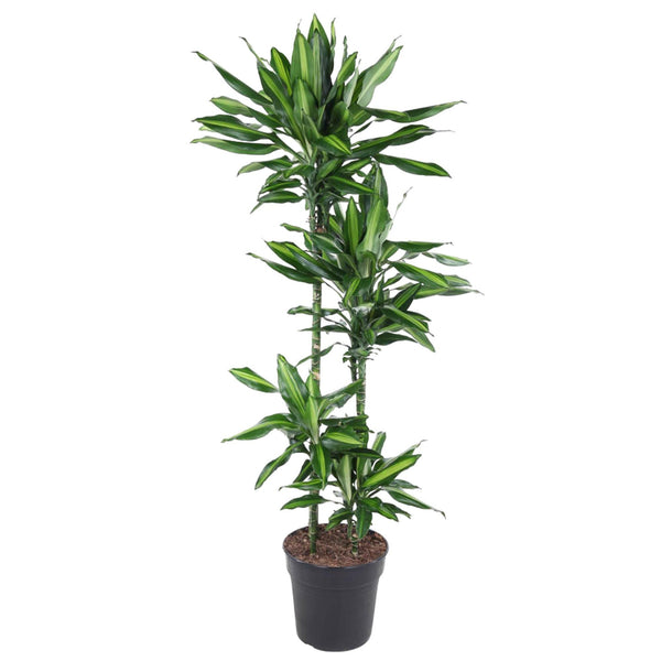 Drachenbaum ‚Cintho' – Dracaena – Ø 27 cm · 150 cm