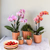 Schmetterlingsorchidee ‚Mineral Bolzano' – Phalaenopsis – Ansicht 13