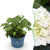 Bauernhortensie ‚Endless Summer The Bride' – Hydrangea macrophylla – 1 Stück