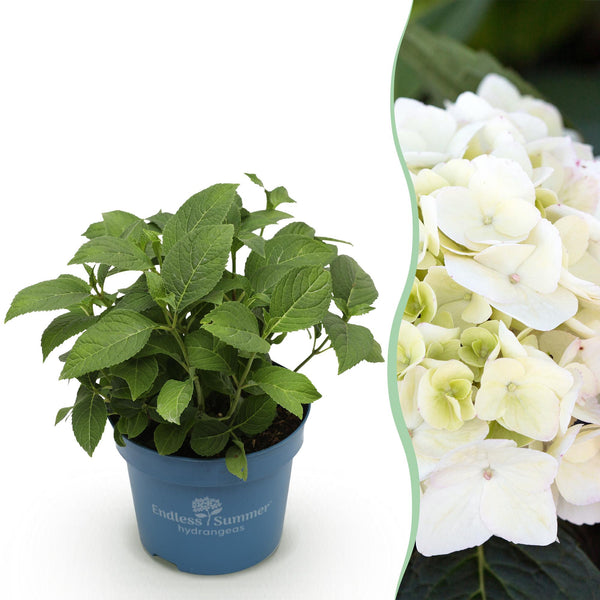 Bauernhortensie ‚Endless Summer The Bride' – Hydrangea macrophylla – 1 Stück