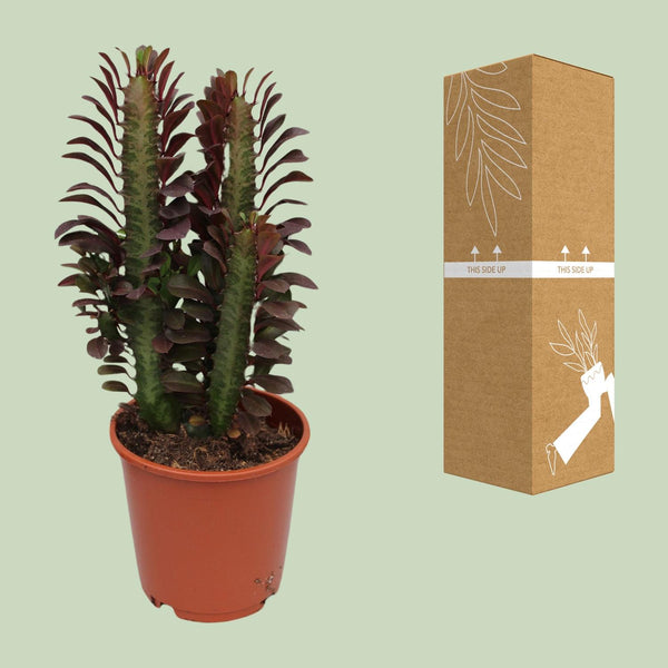 Dreikantige Wolfsmilch ‚Rubra' – Euphorbia trigona – Ansicht 5