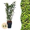 Ovalblättriger Liguster – Ligustrum ovalifolium