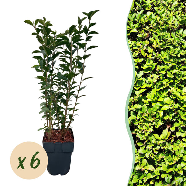 Ovalblättriger Liguster – Ligustrum ovalifolium
