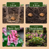 Lerchensporn ‚Beth Evans' – Corydalis solida – Ansicht 4
