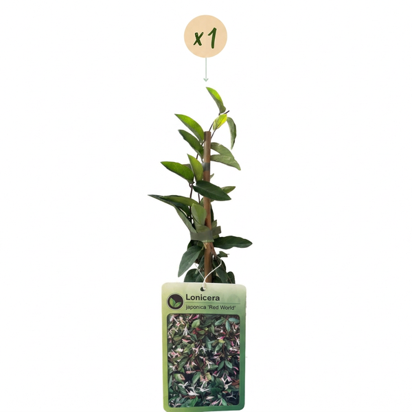 Japanisches Geißblatt ‚Red World' – Lonicera japonica – Ansicht 2