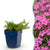 Polster-Phlox ‚MacDaniel's Cushion' – Phlox subulata – 6 Stück