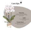Schmetterlingsorchidee ‚Niagara Fall White' – Phalaenopsis – Ansicht 14