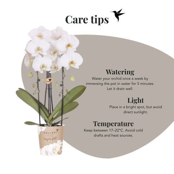 Schmetterlingsorchidee ‚Niagara Fall White' – Phalaenopsis – Ansicht 14