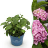 Bauernhortensie ‚Endless Summer The Original Pink' – Hydrangea macrophylla – 1 Stück
